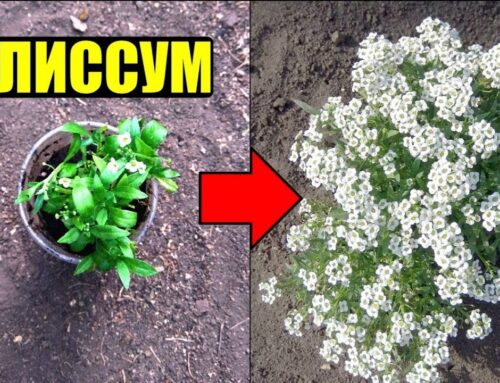 Алиссум – правила посадки и ухода