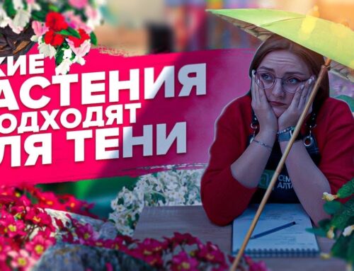 Растения, которые отлично растут в полутени на огороде