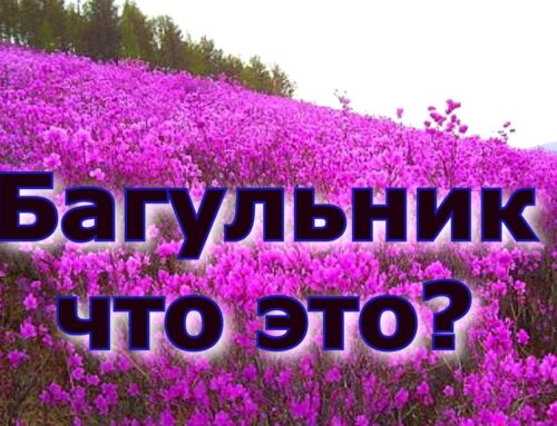 Изучаем сущность багульника – основные характеристики и свойства