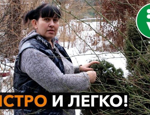 Как успешно черенковать тую весной