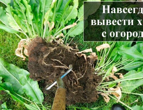 Секреты избавления от хрена на участке – самый эффективный способ