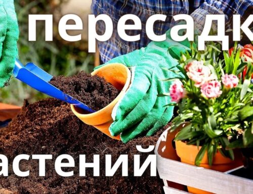 Как правильно пересадить цветок в новый горшок