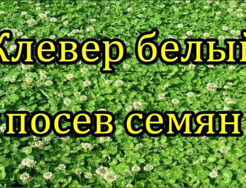 Секреты успешного посадки белого клевера