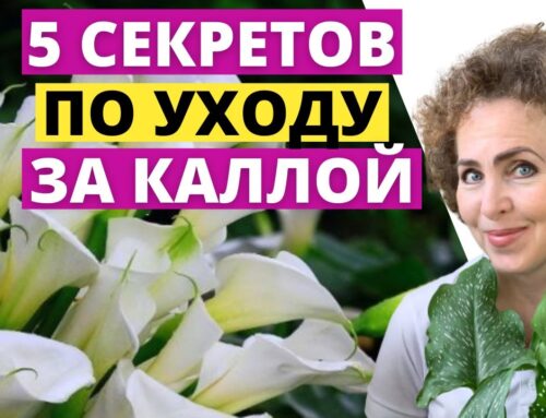 Уход за цветком коала – советы и рекомендации