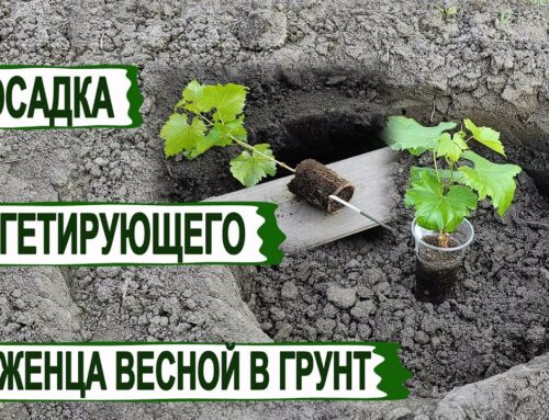 Оптимальный срок посадки винограда в открытый грунт весной